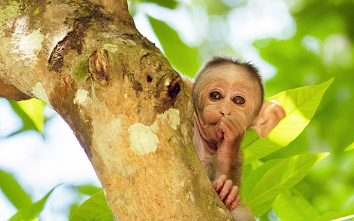 little monkey and round eyes  from Chrome web store to be run with OffiDocs Chromium online
