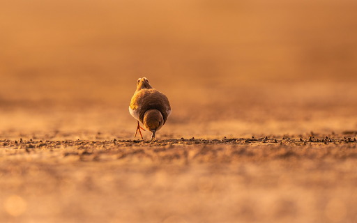Little moss green bird  from Chrome web store to be run with OffiDocs Chromium online