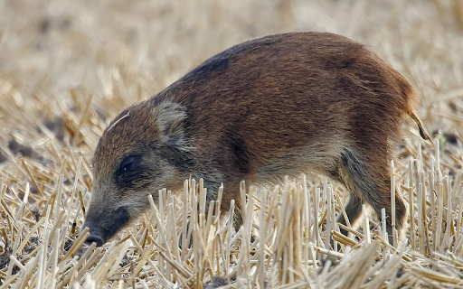 Little pig in the dry field  from Chrome web store to be run with OffiDocs Chromium online