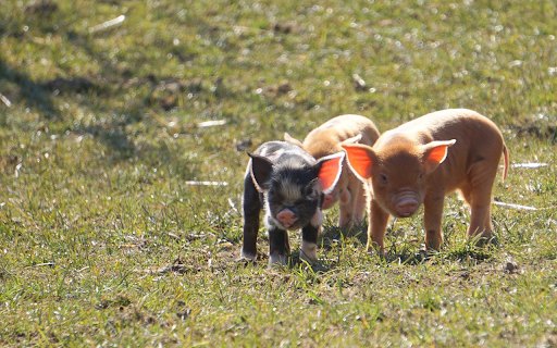 Little pigs basking in the sun  from Chrome web store to be run with OffiDocs Chromium online