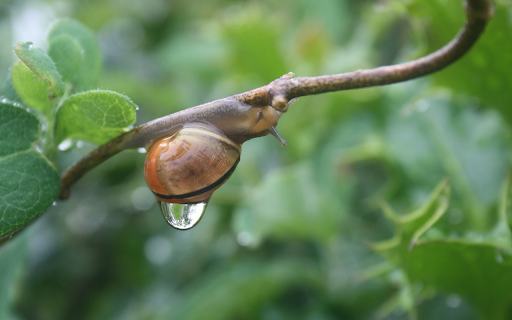 Little snail and water drop  from Chrome web store to be run with OffiDocs Chromium online