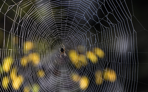 Little spider and big spider web  from Chrome web store to be run with OffiDocs Chromium online