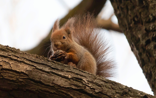 Little squirrel on the tree  from Chrome web store to be run with OffiDocs Chromium online