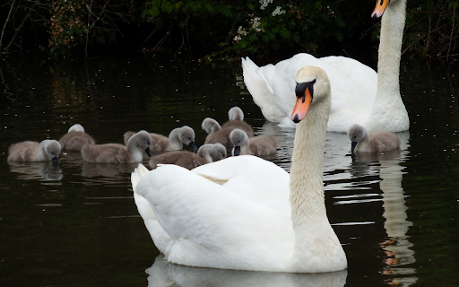 Little Swans  from Chrome web store to be run with OffiDocs Chromium online