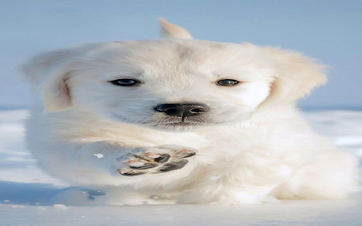 Little white dog wallpaper  from Chrome web store to be run with OffiDocs Chromium online