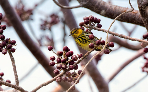 Little yellow bird on a red flower branch from Chrome web store to be run with OffiDocs Chromium online Little yellow bird on a red flower branch from Chrome web store to be run with OffiDocs Chromium online