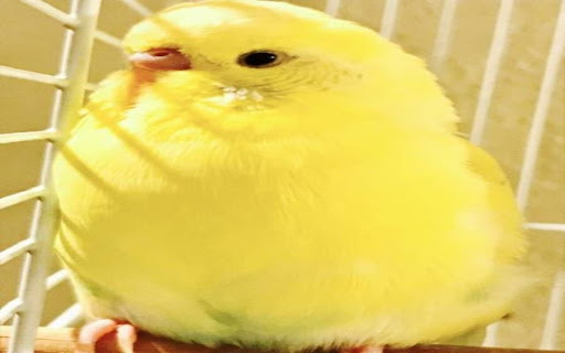 little yellow parrot wallpaper  from Chrome web store to be run with OffiDocs Chromium online
