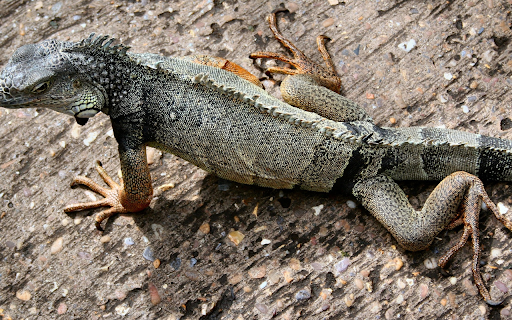 Lizard and long toes  from Chrome web store to be run with OffiDocs Chromium online