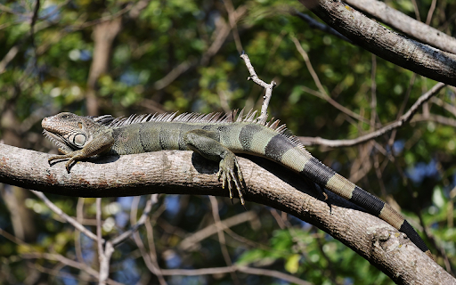 Lizard crawling on a tree  from Chrome web store to be run with OffiDocs Chromium online