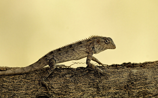 Lizard crawling trees  from Chrome web store to be run with OffiDocs Chromium online