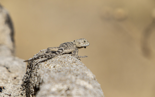 Lizard hidden in the rock  from Chrome web store to be run with OffiDocs Chromium online