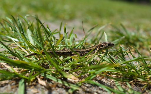 Lizard on the Grass  from Chrome web store to be run with OffiDocs Chromium online