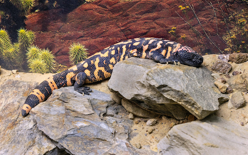 Lizard on the Rock  from Chrome web store to be run with OffiDocs Chromium online