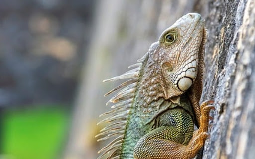 LIZARD Theme  from Chrome web store to be run with OffiDocs Chromium online