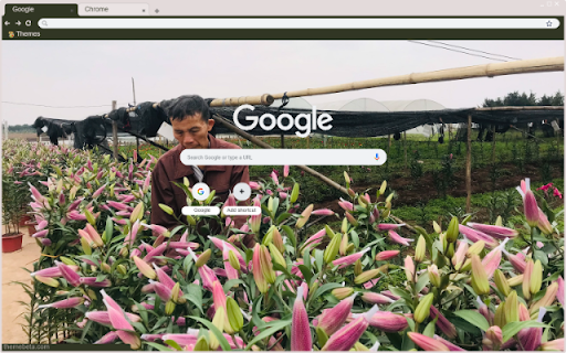Làng hoa Nam Phong  from Chrome web store to be run with OffiDocs Chromium online