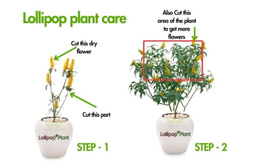 Lollipop Plant  from Chrome web store to be run with OffiDocs Chromium online