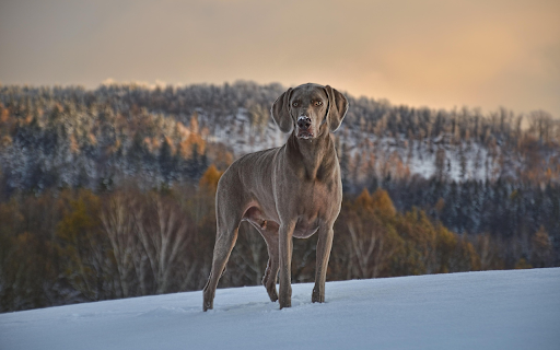 Lone Dog in Snowy Wilderness  from Chrome web store to be run with OffiDocs Chromium online