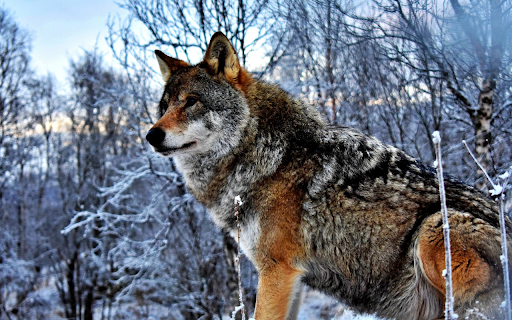 Lonely dog  from Chrome web store to be run with OffiDocs Chromium online