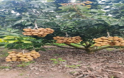 longan tree wallpaper  from Chrome web store to be run with OffiDocs Chromium online