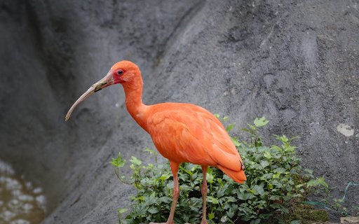 Long beaked yellow bird  from Chrome web store to be run with OffiDocs Chromium online