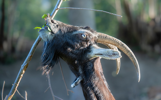 Long bearded goat  from Chrome web store to be run with OffiDocs Chromium online