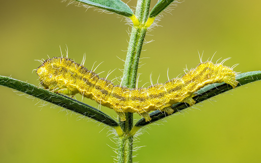 Long Caterpillar  from Chrome web store to be run with OffiDocs Chromium online