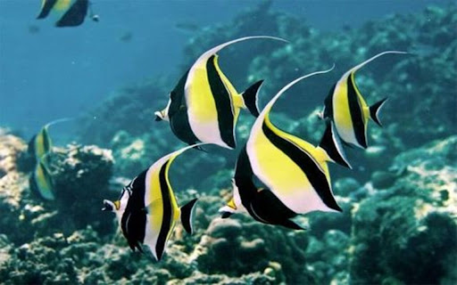 long face butterfly fish wallpaper...  from Chrome web store to be run with OffiDocs Chromium online