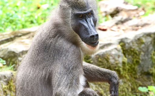 Long faced monkey  from Chrome web store to be run with OffiDocs Chromium online