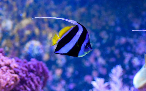 Long Fin Sea Fish  from Chrome web store to be run with OffiDocs Chromium online