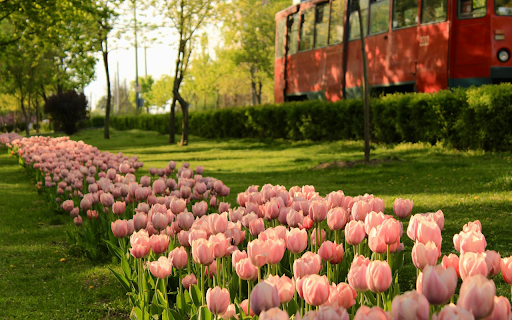 Long flower bed on the side of the road  from Chrome web store to be run with OffiDocs Chromium online