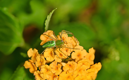 Long green spider  from Chrome web store to be run with OffiDocs Chromium online