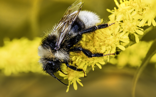 Long haired bee  from Chrome web store to be run with OffiDocs Chromium online