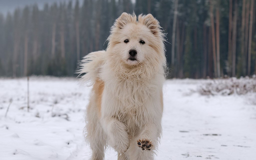 Long haired white dog  from Chrome web store to be run with OffiDocs Chromium online