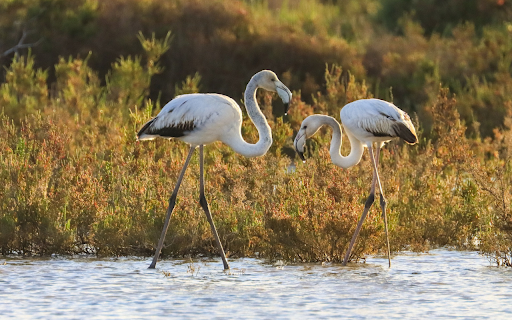 Long legged bird  from Chrome web store to be run with OffiDocs Chromium online