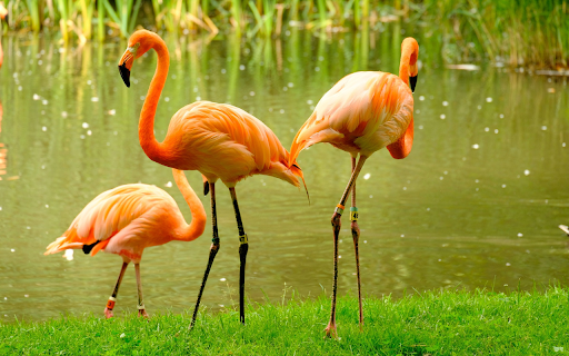 Long legged birds  from Chrome web store to be run with OffiDocs Chromium online