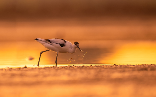 Long legged white bird  from Chrome web store to be run with OffiDocs Chromium online