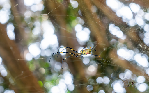 Long legged yellow spider  from Chrome web store to be run with OffiDocs Chromium online