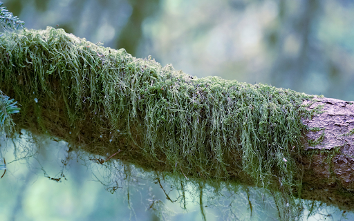 Long moss on wood trunk  from Chrome web store to be run with OffiDocs Chromium online