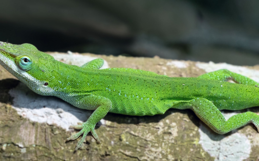 Long Mouth Lizard  from Chrome web store to be run with OffiDocs Chromium online