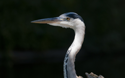 Long necked bird  from Chrome web store to be run with OffiDocs Chromium online
