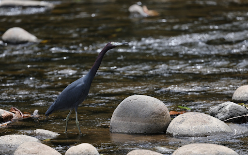 Long necked bird on the bank of a stream  from Chrome web store to be run with OffiDocs Chromium online