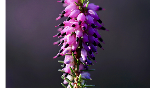 Long purple flower branches  from Chrome web store to be run with OffiDocs Chromium online