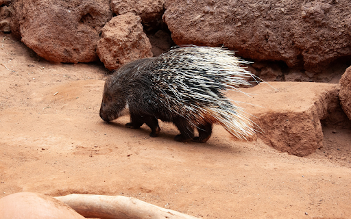 Long Quilted Hedgehog  from Chrome web store to be run with OffiDocs Chromium online