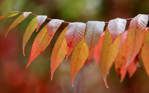 Long, serrated red leaves  from Chrome web store to be run with OffiDocs Chromium online