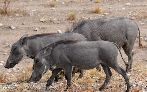 Long snout pig  from Chrome web store to be run with OffiDocs Chromium online