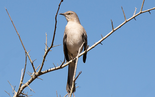 Long tailed Bird  from Chrome web store to be run with OffiDocs Chromium online