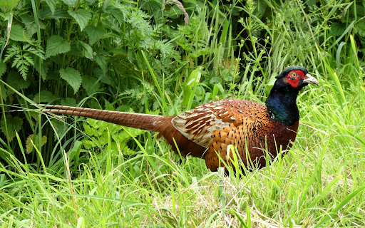Long tailed chicken  from Chrome web store to be run with OffiDocs Chromium online