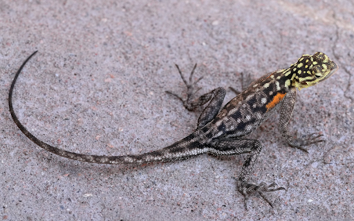 Long tailed lizard  from Chrome web store to be run with OffiDocs Chromium online