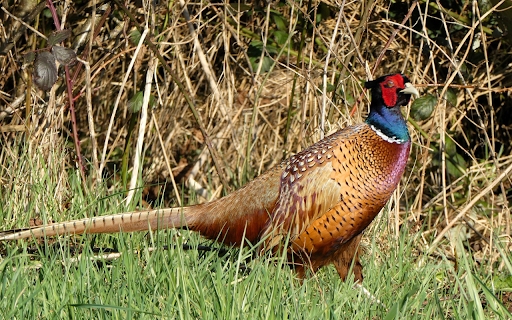Long tailed Pheasant  from Chrome web store to be run with OffiDocs Chromium online