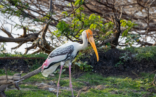 Long yellow beaked bird  from Chrome web store to be run with OffiDocs Chromium online